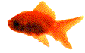 just a small red fish